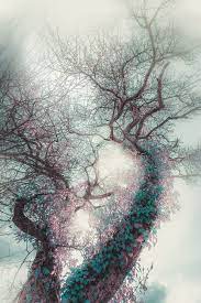 Magic Tree Tree Nature Magic