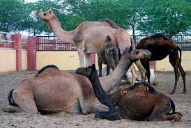 It is located about 8 km from bikaner city in the state of rajasthan in india. National Research Centre On Camel Bikaner Entry Fee Timing