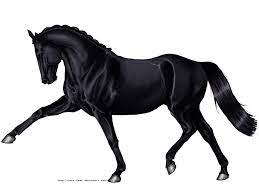Black Horse By Wideturn Deviantart Com On Deviantart Horses Black Horse Black