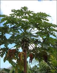 Order online and enjoy delivery australia wide. Plant Id Fruits Nuts Papaya Florida Master Gardener Volunteer Program University Of Florida Institute Of Food And Agricultural Sciences