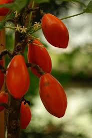 Image result for Vasconcellea