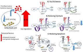 Rather try to find do not submit links that redirect you to another site to read the article and do not submit using link. Frontiers The Role Of Interleukin 6 During Viral Infections Microbiology