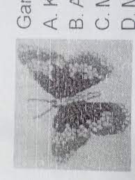 Seni kolase berlawanan sifatnya dengan seni lukis, pahat atau cetak di mana karya yang dihasilkan tidak lagi memperlihatkan bentuk asal material yang dipakai. Gambar Disamping Adalah Termasuk Karya Seni Rupa A Kolase B Aplikasi C Mozaik D Montase Brainly Co Id