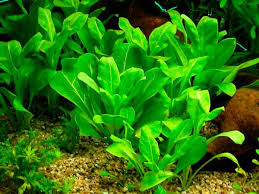 Image result for Samolus