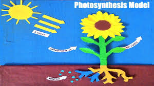 Photosynthesis Model In Plants For School Science Exhibition Project Class 7 In 2020 Science Exhibition Projects Photosynthesis Projects School Art Projects