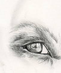 Dog Eye Reflection Reflection Drawing Eye Drawing Dog Drawing