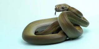 Dan itu menjadikannya sebagai salah satu makhluk yang membunuh sebagian besar orang. 9 Daftar Ular Terbesar Di Dunia Banyak Tinggal Di Indonesia Pintarpet