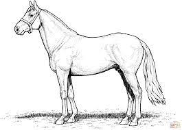 Maybe you would like to learn more about one of these? Horse Stallion Coloring Page Free Printable Coloring Pages Horse Coloring Pages Coloring Pages Horses Horse Coloring