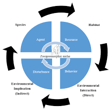 Image result for Crassocephalum ducis-aprutii