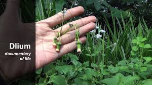 Image result for Crassocephalum radiatum