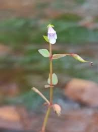 Image result for Craterostigma nummulariifolium