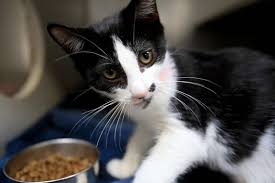 Craigslist provides local classifieds and forums for jobs, housing, for sale, services, local community, and events. Craigslist Says Healthy Animals Being Killed At Slo Shelter San Luis Obispo Tribune