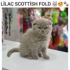 satilik scottish fold panosundaki pin