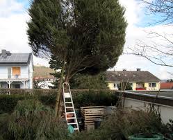 Maybe you would like to learn more about one of these? Hilfe Mein Wacholder Wird Immer Schiefer Baumfallen Fur Anfanger Uhles Gartengedanken