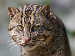 Check spelling or type a new query. Wallpaper Kucing Memancing Hd Unduh Gratis Wallpaperbetter