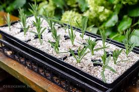 Image result for lavender cuttings