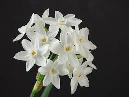 December Birth Flower Narcissus Paperwhite Birth Month Flowers December Birth Flower Narcissus Flower