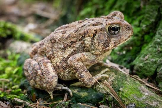 Fowler's Toad