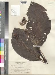 Image result for Polygala sadebeckiana