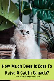 Dogs, cats and ferrets require rabies vaccinations when traveling to most countries, including canada. How Much Does It Cost To Raise A Cat In Canada Canadian Budget Binder