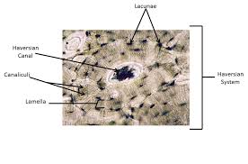 Check spelling or type a new query. Fruit Caricature Microscopic Structure Of Bone Diagram
