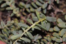 Image result for Suaeda vermiculata