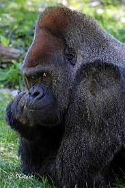 What Do You Want Kc Zoo Male Silverback Gorilla Gorilla Silverback Gorilla Mountain Gorilla