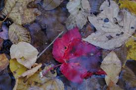 Image result for Pilostyles aethiopica