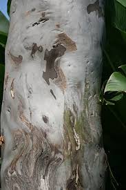 Image result for Eucalyptus torelliana