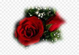 They make you feel special, graceful and elegant at the same time. Beautiful Rose Flower For My Love Free Transparent Png Clipart Images Download