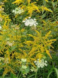 Tall Goldenrod South Carolina Sc State Wildflower Wild Flowers Wild Flower Meadow Scent Garden