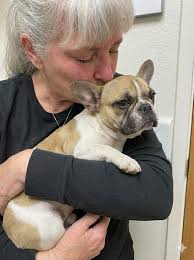 Dachshund dies from liver cancer