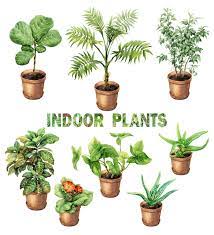Hirt S Boxed Botany 12 Month House Plant Subscription Plants Asparagus Fern House Plants