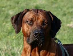 Male vs female rhodesian ridgeback: Oh He Is Handsome I Love His Face Rhodesian Ridgeback Rhodesian Ridgeback Dog Beautiful Dogs Rhodesian Ridgeback