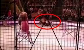 Looking for instructor, trainer in ukraine, kiev, lviv, dnipro, kharkiv? Terrifying Moment Lion Attacks Trainer At Circus Ring In Ukraine