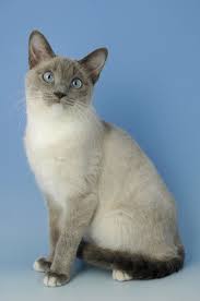 Snowshoe Cat Snowshoe Kittens For Sale Snowshoe Cats For Sale Snowshoe Cats Up For Snowshoe Cat Cat Breeds Kittens