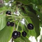 Image result for Lettowianthus stellatus