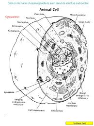 Plant and animal cell coloring worksheets beautiful plant animal. Click On The Name Of Each Organelle To Learn About Its Structure And Function Cytoskeleton Lysosome To Plant Cell Ppt Download