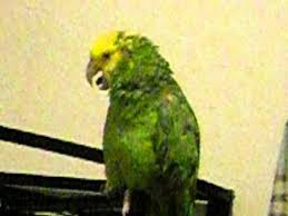 Bird Crying Like A Baby Parrot Crying Like A Baby Youtube In 2020 Parrot Cry Like A Baby Budgies