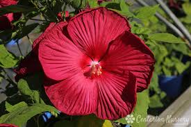 Image result for Hibiscus noldeae