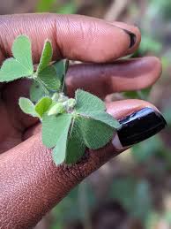 Image result for Oxalis anthelmintica