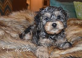 Crosses between the miniature poodle and american cocker spaniel have existed for over 30 years; Cockapoos Adorable Cockapoo Puppies For Sale In Georgia