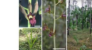 Image result for Eulophia alta