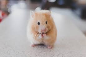 Hamster has thick, silky fur that can be uniformly black, grey, creamy, white, brown, yellow or red. Hamster Facts For Kids Cool Kid Facts