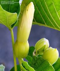 Image result for Ipomoea albivenia