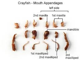 Crayfish Dissection Dissection Crayfish Biology
