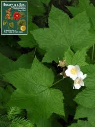 Image result for Rosaceae