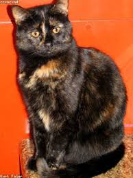 Traverse cliffs, forests and even mines, and help this fearless treasure hunter escape with the gold idol. Temple Run 2 Mediaanime Anime Games Online Play