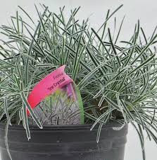 Image result for Ficinia