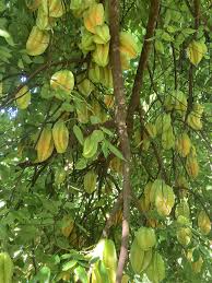 It is a relative of the bilimbi. Star Fruit Tree Is Loaded Gardening